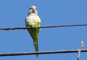 monkParakeet