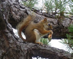 AmerRedSquirrel