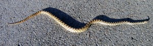 gopherSnake