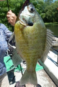 greenSunfish