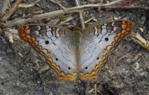 mourningCloak