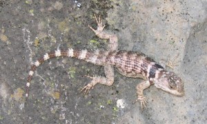 sceloporus