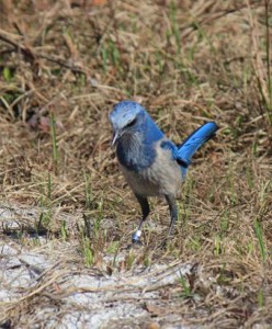 scrubJay